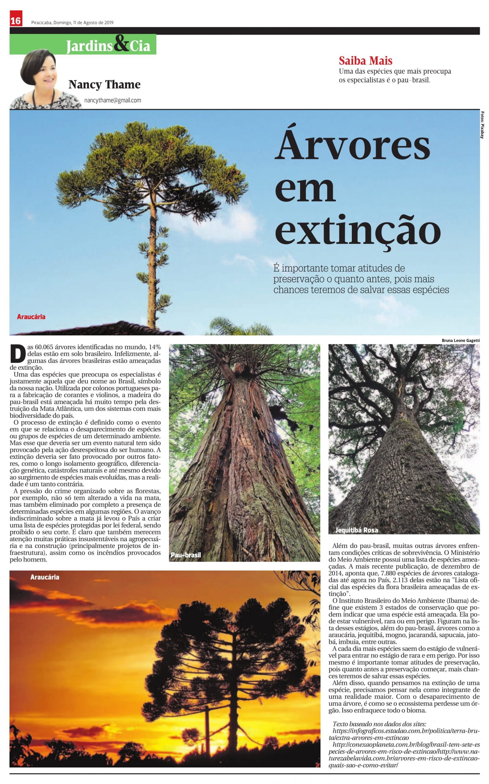 Árvores em extinção