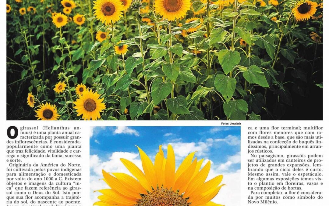 Uma flor simbólica